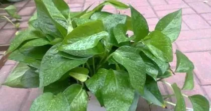 The Art of Watering Potted Epipremnum aureum (Master the Right Watering Frequency to Help Your Green萝 Thrive)