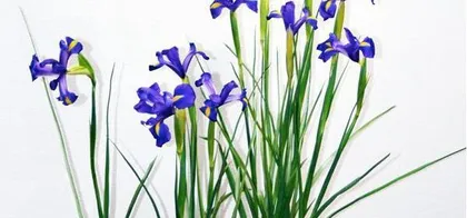 Precautions for Growing Bird of Paradise Indoors (Understand the Toxicity of Bird of Paradise to Create a Healthier Home Environment)