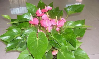 What plants to place in a milk tea shop for good luck (Creating a prosperous milk tea shop, helping wealth flow)
