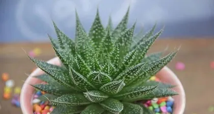 The cultivation methods and precautions for potted aloe vera (tips for healthy growth and solutions to common problems)