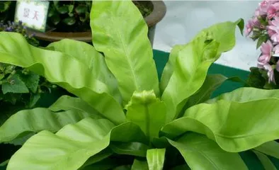 Care Tips for Bird's Nest Fern (Correct Watering is Key)