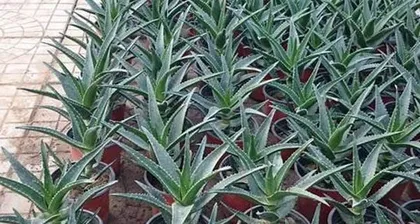 Tips for Growing Potted Aloe Vera (Precautions and Details for Potted Aloe Vera, Creating a Green and Healthy Life)