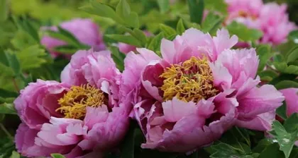 Peony Blooming Time and Precautions (Understanding Peony Blooming Patterns, Mastering Care Techniques) 2