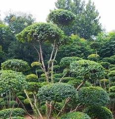 Azalea Bonsai Care Guide (Create a Green and Beautiful Landscape, Learn These Techniques to Master It Easily)