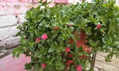 How to Make String of Hearts爆盆生长 (Cultivation Methods for a Blooming String of Hearts)