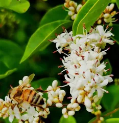 Is the fragrance of privet flowers toxic? (Unveiling the mystery of the toxicity of privet flower fragrance, science tells you the truth)