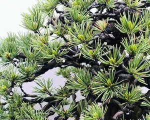 Planting and Maintenance of Japanese White Pine (Creating a Lush Green Landscape) 2