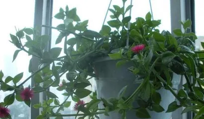 A Complete Guide to the Blooming of Calceolaria Sinuata (Creating Beautiful Potted Plants, Enjoying a Diverse and Colorful Life)