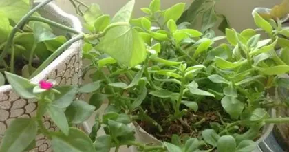 Propagation Methods and Precautions for String of Hearts (Teach You Step-by-Step How to Grow Beautiful String of Hearts from Seeds to Seedlings)