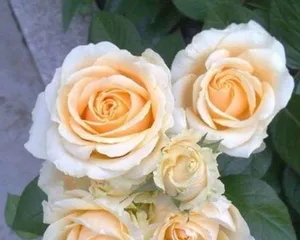 Discover the plant characteristics of Peach Snow Mountain Rose (Decoding whether Peach Snow Mountain Rose is a vine or a shrub)