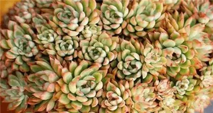 The correct method and time for girls to water plants (the key to improving the survival rate of chicks lies in watering at the right time and in the right amount)