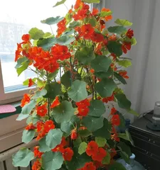 Indoor cultivation of Nasturtium (A beautiful and convenient choice)