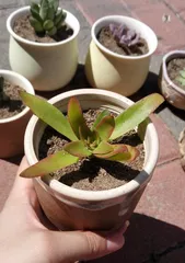 Fire Sacrifice Cultivation (Pot Selection Strategy, Growth Requirements, Cultivation Techniques, Quality Determination)