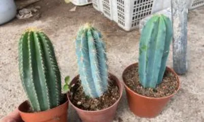 Cultivation Tips for Blue Cactus: Make Your Cactus More Blue