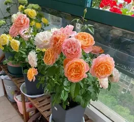 Methods and Techniques for Growing Roses in a Home Garden (How to Create a Beautiful Rose Garden at Home)