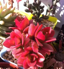 Creating Beautiful Fire祭 Succulents (With Beauty as the Priority, Making Fire祭 Succulents More Charming)