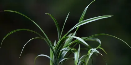 The Care and Beautification of Orchids (Creating Elegant and Noble Indoor Greenery)