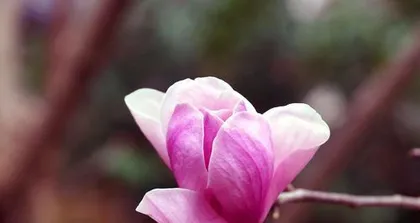 A flower similar to magnolia (exploring similarities, letting beauty continue)
