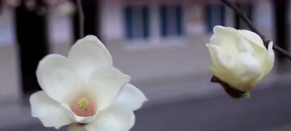 The Feng Shui benefits of having Sageretia suberosa at home (beautifying the environment, increasing oxygen, bringing good luck)