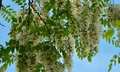 Learn to identify the characteristics of flowers to avoid misidentifying plants (Learn to identify the characteristics of flowers to avoid misidentifying plants)
