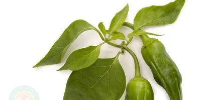 The Amazing Effects of Chili Seeds (Discover the Effects and Nutritional Value of Chili Seeds!)