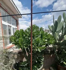 The Source of Fortune and Misfortune in Home Feng Shui - The霸王鞭 (Unveiling the True Meaning and Function of 霸王鞭 Feng Shui)
