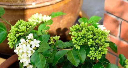 How to Grow Murraya in Your Home (Transform Your Home into a Fragrant Garden)
