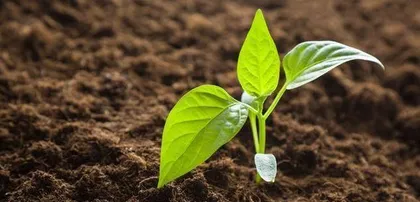 Chili Fertilization Strategy (How to Choose Fertilizer Suitable for Chilies)