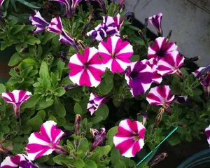 The Feng Shui Benefits of Keeping Petunias at Home (The Benefits and Feng Shui Significance of Petunias)