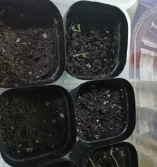 How to Quickly Germinate Chili Seeds (How to Make Chili Seeds Sprout Rapidly and Make Your Chili Garden More Thriving)