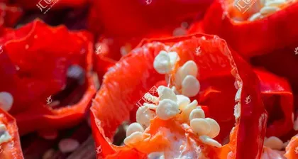 Morphological characteristics of chili pepper seeds (exploring the appearance and internal structure of chili pepper seeds)
