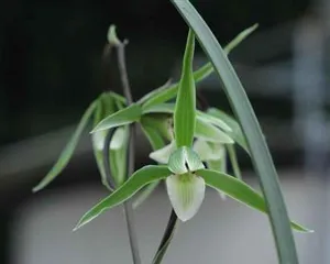 The Best Variety Selection for Cymbidium Cultivation (Exploring the Pros and Cons of Cymbidium Varieties and Choosing the Most Suitable Cultivation Variety)