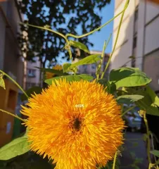 Beautiful sunflower sisters (Exploring similar flower species to sunflowers)