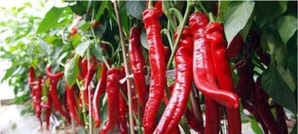 The best sowing time for chili seeds (factors and tips affecting the growth of chili seeds)