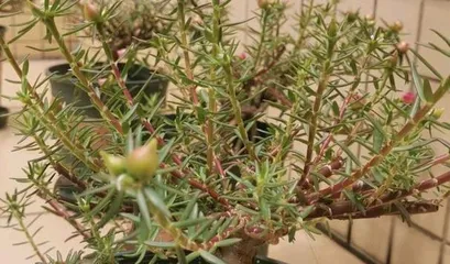 A plant extremely similar to the sunflower (Exploring its characteristics and differences)