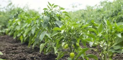 The entire process of chili seed germination (chili seed germination time, method, precautions)
