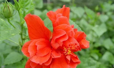 Discovering South Korea's National Flower - the Rose (Understanding the history and characteristics of South Korea's national flower, exploring its cultural connotations and symbolic meaning)