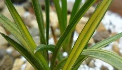How to solve the problem of yellowing orchid leaves (Yellow leaves, how to treat them?)