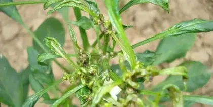 Solution to the problem of chili pests (governing diseases and insects, ensuring a bountiful harvest)