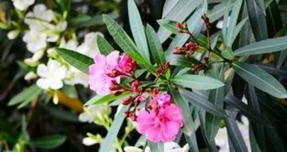 Jasmine: A common dicotyledonous plant