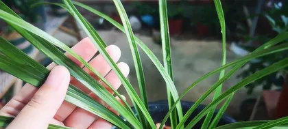 How to prevent orchid leaves from turning black? (Teach you a trick to protect orchids from black leaves!)