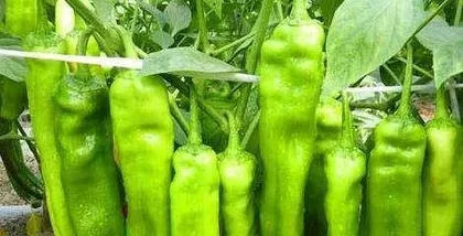 Methods and Precautions for Growing Chili Peppers (Cultivating Healthy Chili Peppers to Enhance Delicious Life)