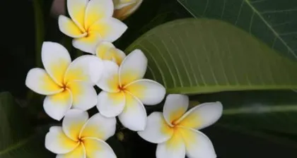 Explore the meaning and symbolism of the plumeria flower (analyzing the fresh charm in flowers)