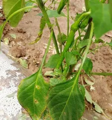 What to do if chili leaves wilt (teach you how to effectively save wilted chili leaves)