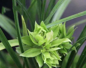 Are orchids suitable for indoor cultivation? (Indoor orchid care techniques and precautions.) 2