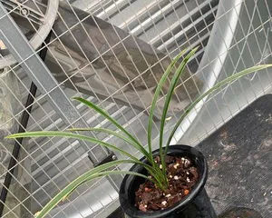 Are orchids suitable for indoor cultivation? (Indoor orchid care techniques and precautions.) 3