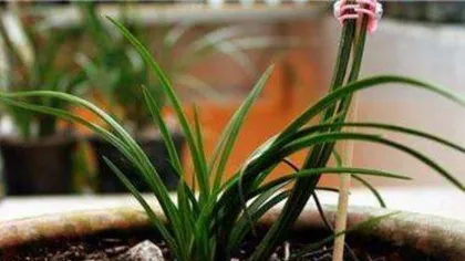 The environmental conditions for growing and cultivating orchids (creating a suitable environment for orchid growth, building beautiful ecological landscapes)