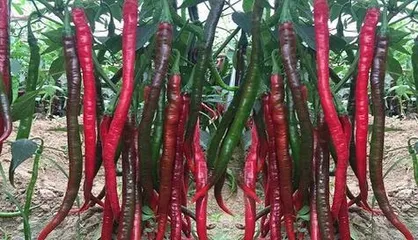 Chilies love sunshine (key conditions for chili growth and the importance of sunlight)