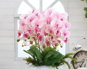 Living Room Orchid Placement Guide (Choose the Right Spot to Create an Elegant Living Room)