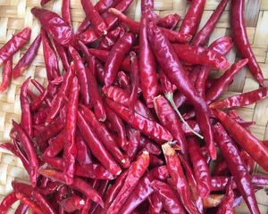 Peppers love the sun; why is that? (Exploring the reasons and benefits of why peppers love the sun)